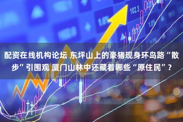 配资在线机构论坛 东坪山上的豪猪现身环岛路“散步”引围观 厦门山林中还藏着哪些“原住民”？